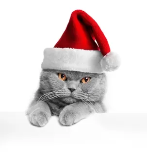تصویر با کیفیت گربه اخمو با کلاه بابانوئل