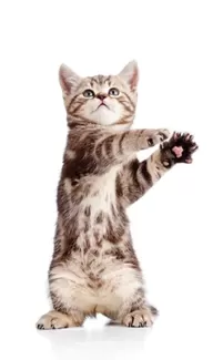 تصویر با کیفیت گربه در حال رقص