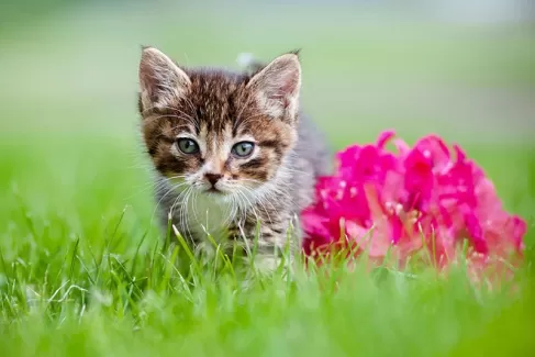 تصویر با کیفیت گربه در باغ