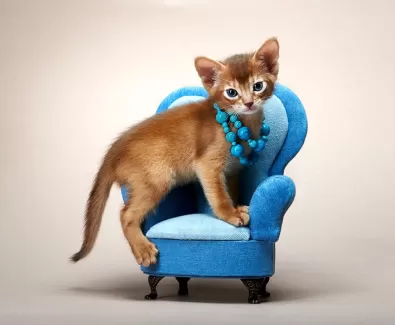 تصویر با کیفیت گربه نشسته روی صندلی