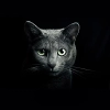 تصویر با کیفیت گربه با پس زمینه مشکی