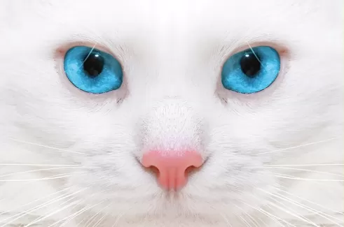 تصویر با کیفیت  گربه چشم آبی