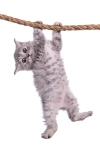 تصویر با کیفیت  گربه آویزان از طناب