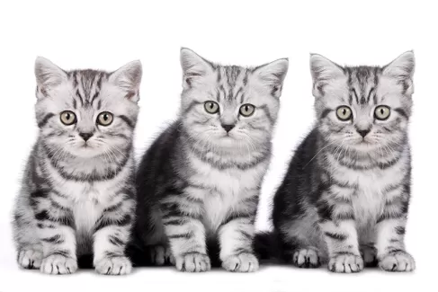 تصویر با کیفیت سه گربه 
