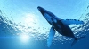تصویر با کیفیت نهنگ در دریا