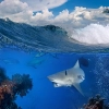 تصویر با کیفیت نهنگ و موج دریا و ابر