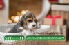 دانلود کارت ویزیت پت شاپ شامل عکس سگ و گربه جهت چاپ کارت ویزیت فروش لوازم حیوانات خانگی