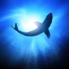 تصویر با کیفیت نهنگ در هاله نور