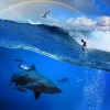 تصویر با کیفیت نهنگ و رنگین کمان