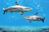 تصویر با کیفیت دلفین در زیر آب