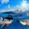 تصویر با کیفیت دلفین ها در زیر آب