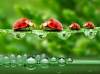 تصویر استوک کفشدوزک قرمز