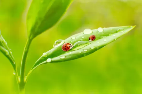 تصویر استوک کفشدوزک روی بر تصویر استوک کفشدوزک روی بر