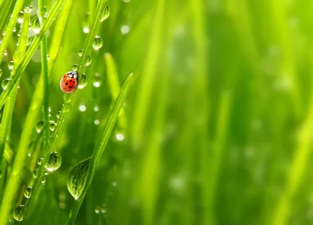 تصویر استوک کفشدوزک تنها روی نی تصویر استوک کفشدوزک تنها روی نی