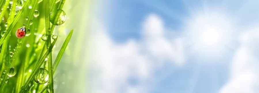 عکس با کیفیت کفشدوزک عکس با کیفیت کفشدوزک