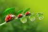 عکس با کیفیت کفشدوزک و چتر سبز