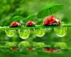 عکس با کیفیت کفشدوزک و چتر