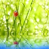 عکس با کیفیت کفشدوزک روی نی 