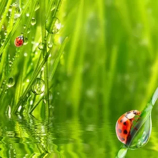 تصویر با کیفیت کفشدوزک روی نی تصویر با کیفیت کفشدوزک روی نی
