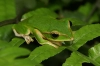عکس باکیفیت قورباغه سبز روی برگ
