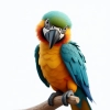 عکس حرفه ای پرنده