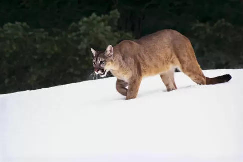 عکس باکیفیت گربه وحشی در برف