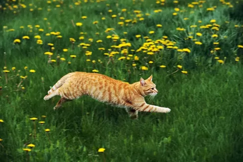 تصویر با کیفیت گربه و دشت گل زرد