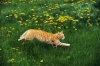 تصویر با کیفیت گربه و دشت گل زرد