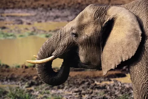 دانلود تصویر خرطوم فیل