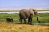 تصویر فیل و بچه فیل در طبیعت