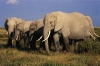 دانلود عکس فیل