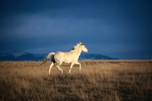 دانلود عکس با کیفیت اسب سفید و طبیعت 