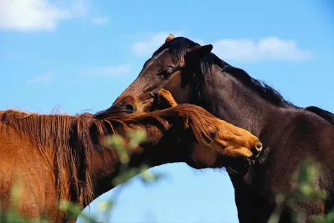 دانلود عکس با کیفیت اسب و آسمان آبی