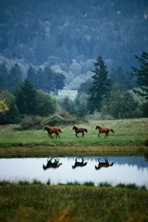 تصویر با کیفیت اسب و منظره زیبا