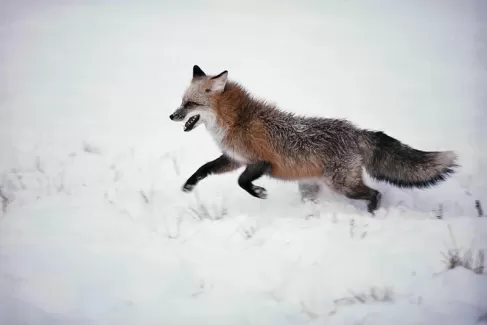 عکس با کیفیت روباه در برف