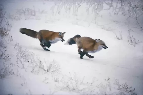 دانلود عکس با کیفیت روباه در برف