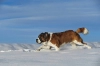تصویر با کیفیت سگ و برف