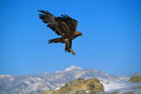عکس با کیفیت  عقاب و آسمان آبی