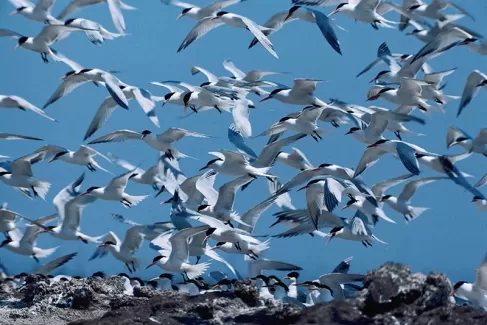دانلود عکس پرنده های مهاجر و آسمان آبی