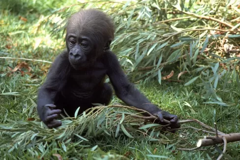 دانلود عکس با کیفیت شامپانزه و چمن