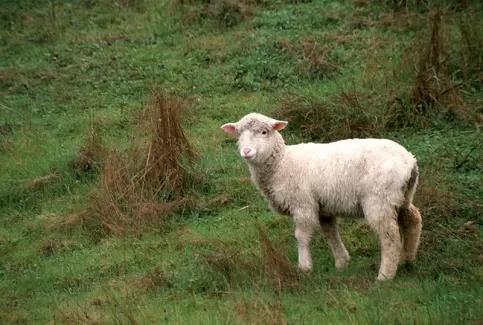 دانلود رایگان عکس با کیفیت گوسفند