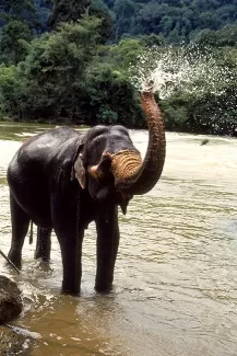 تصویر فیل و رودخانه جنگلی