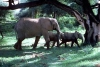 عکس فیل و بچه فیل