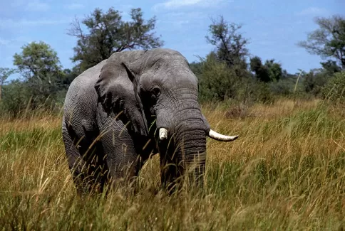 دانلود عکس با کیفیت فیل 