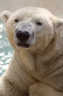 دانلود رایگان عکس با کیفیت خرس قطبی