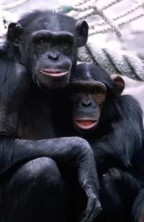 عکس استوک شامپانزه