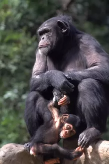 دانلود تصویر شامپانزه