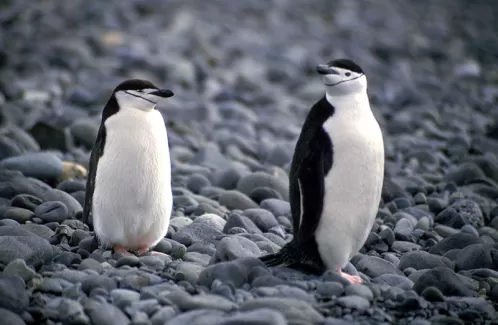 دانلود عکس با کیفیت پنگوئن