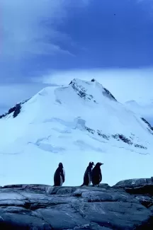 تصویر پنگوئن و کوه برفی