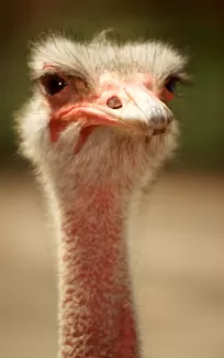 دانلود رایگان عکس با کیفیت شتر مرغ